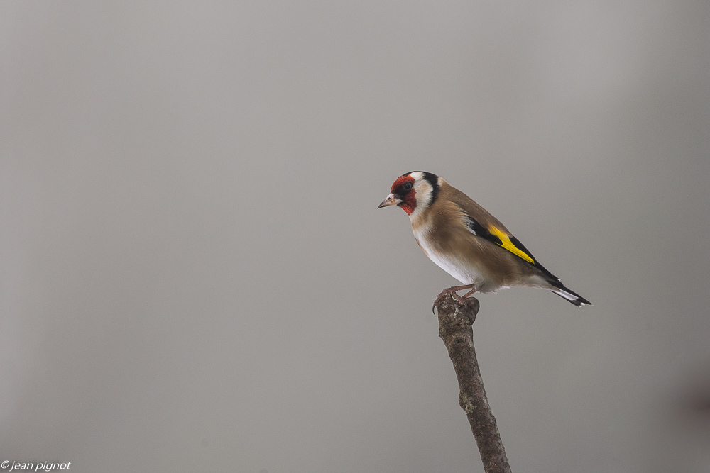 oiseaux mangeoire 12 2018-5.JPG