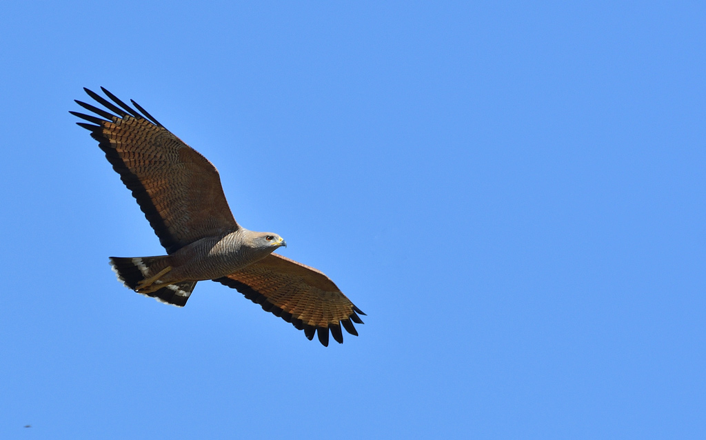 DSC_9719.jpg