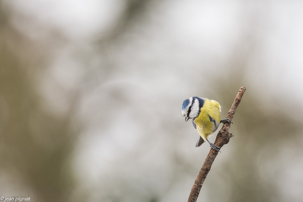 oiseaux mangeoire 12 2018-6.JPG