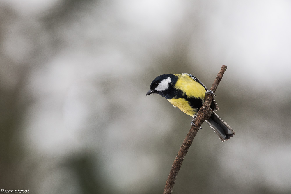 oiseaux mangeoire 12 2018-7.JPG