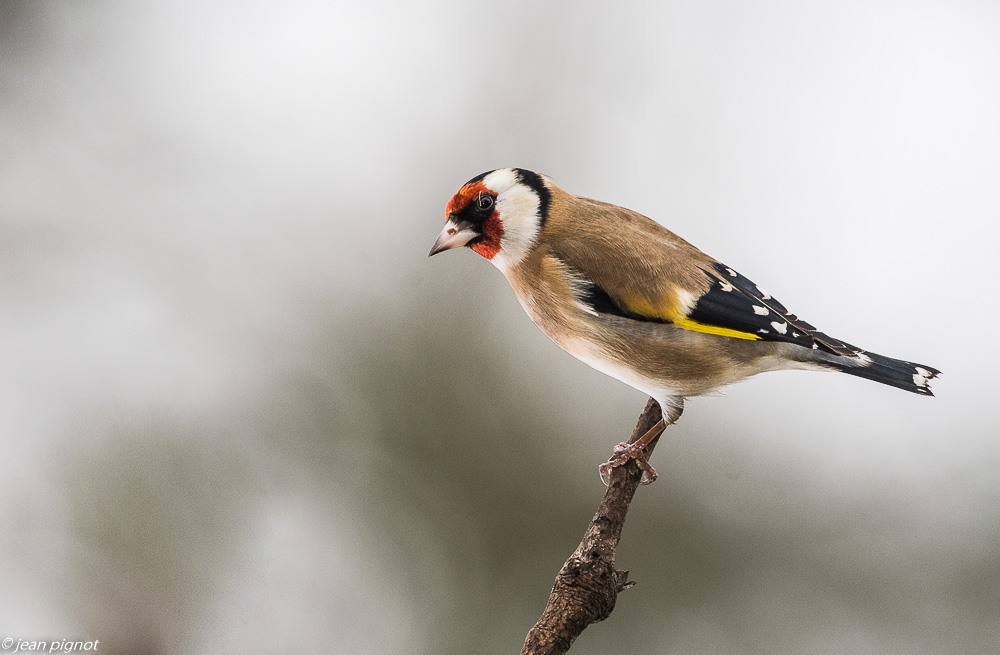 oiseaux mangeoire 12 2018-8.JPG