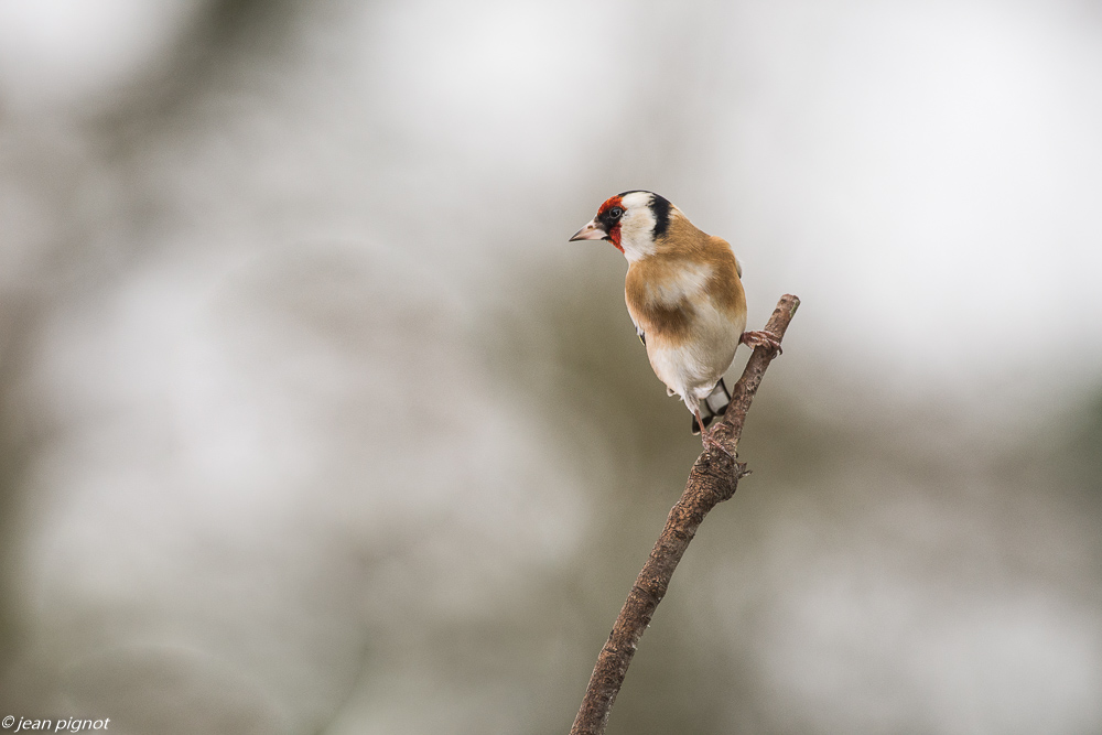 oiseaux mangeoire 12 2018-10.JPG