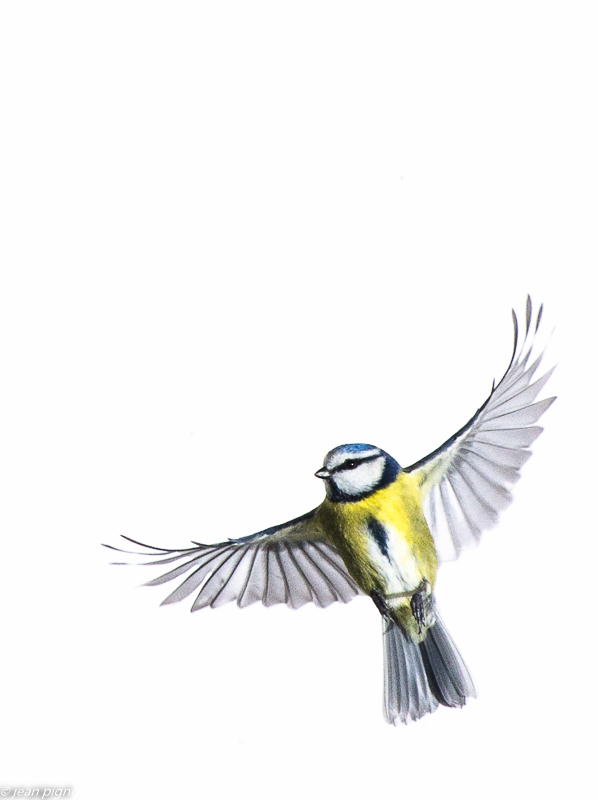 oiseaux sur fond blanc 1 2019.JPG