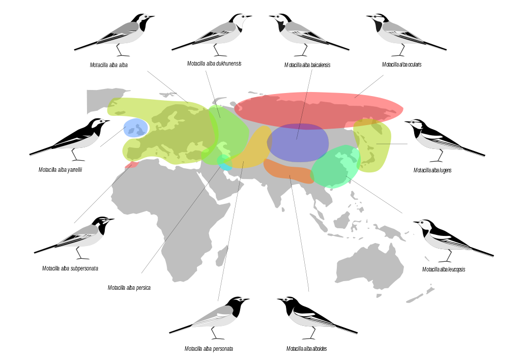 MotacillaAlbaDistribution.png