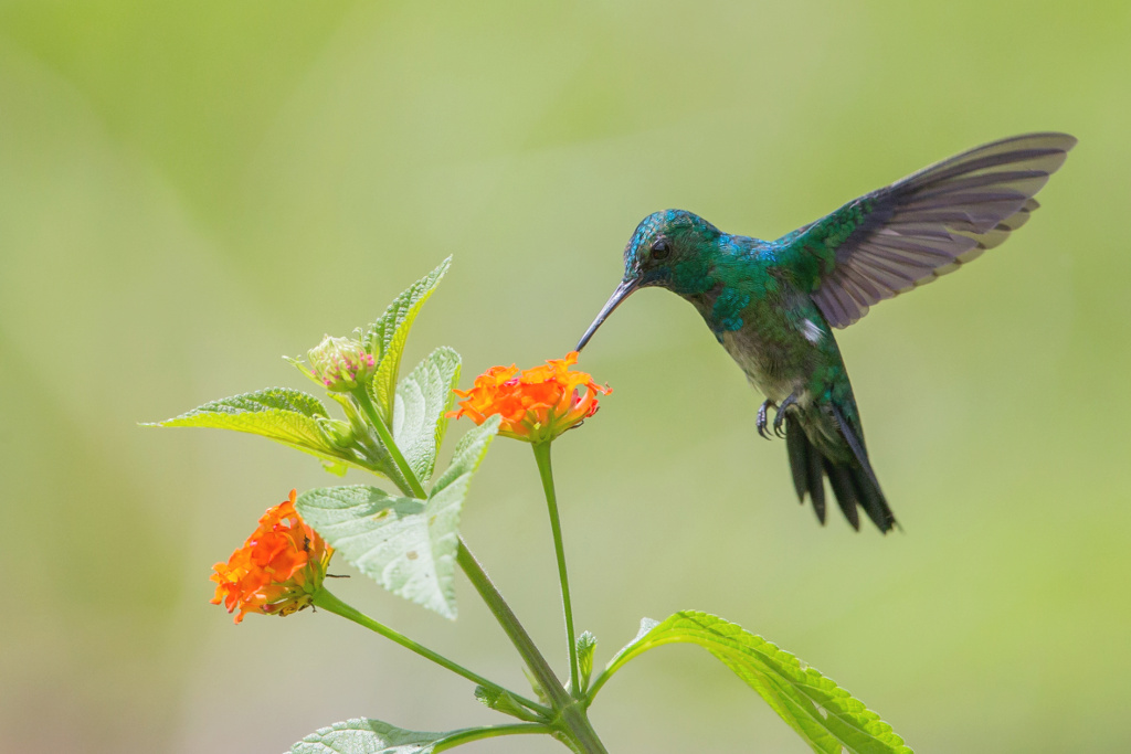 _IN Colibri à menton bleu 2018-11 Roura-1.jpg