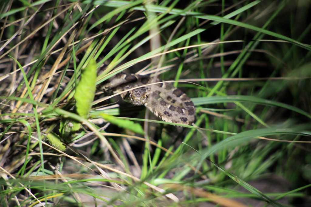 Bothrops-matogrossensis.jpg