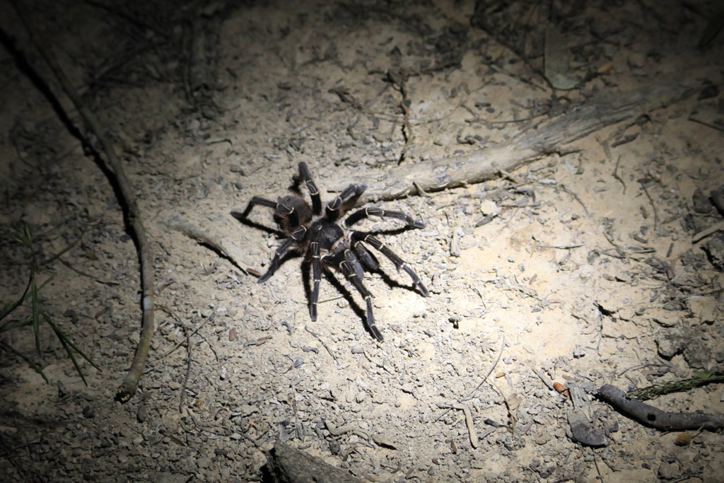 Tarantule.jpg