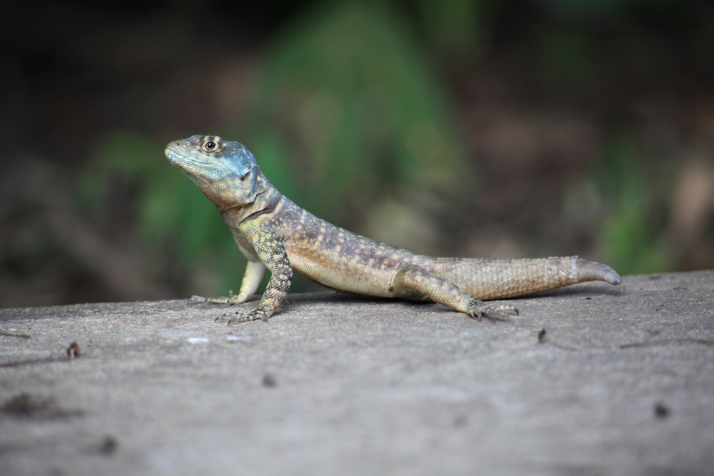Tropidurus-torquatus.jpg