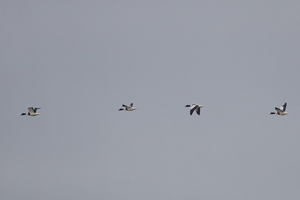 IMG_6909 IN.jpg