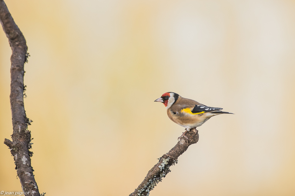 mangeoire 1 2019-4.JPG