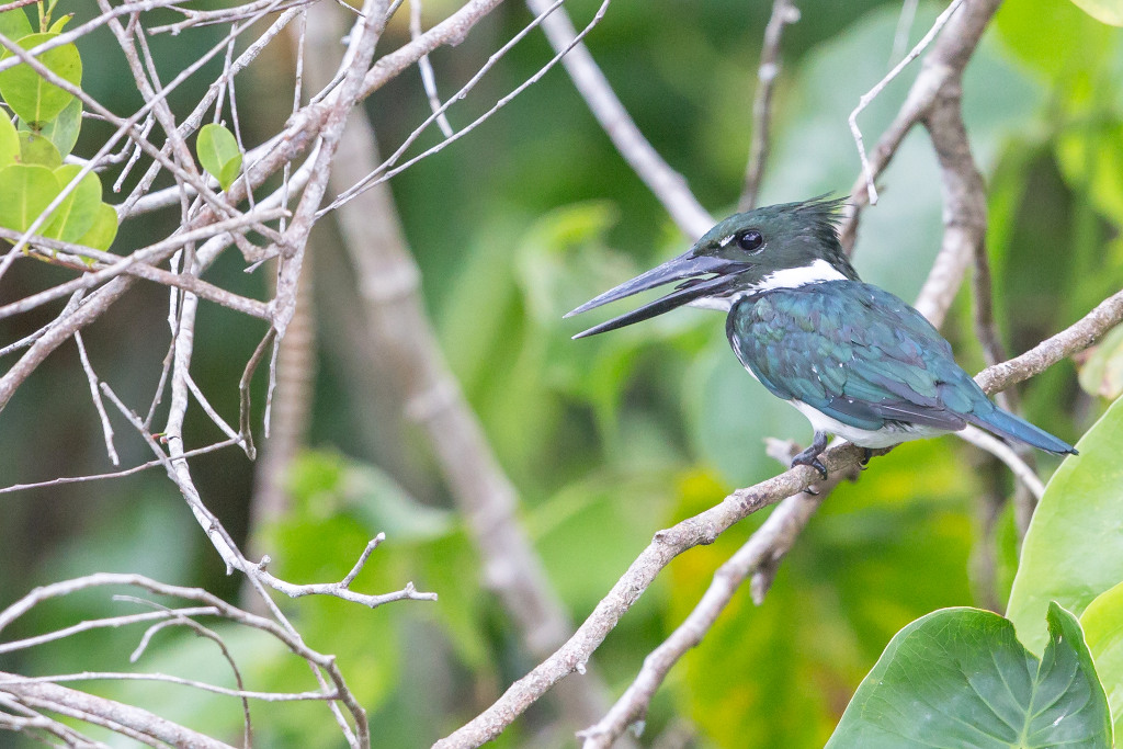 _IN Martin pêcheur d'Amazonie 2018-11 Guatemala -1.jpg