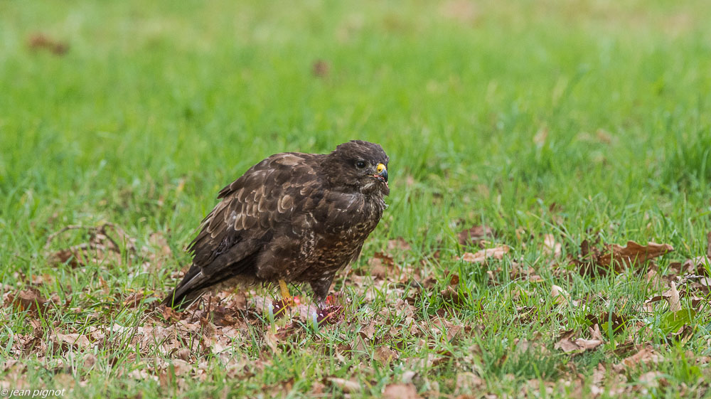 buse 1 2019-5.JPG