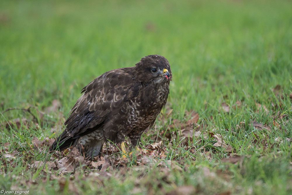 buse 1 2019-7.JPG