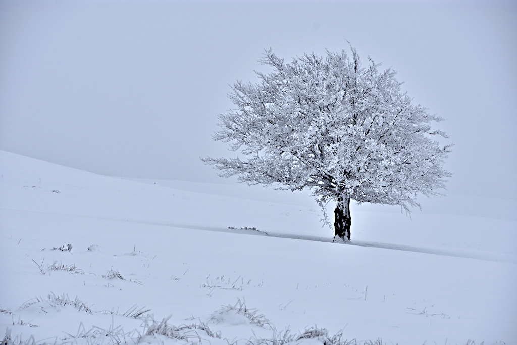 Aubrac "Résistance".jpg