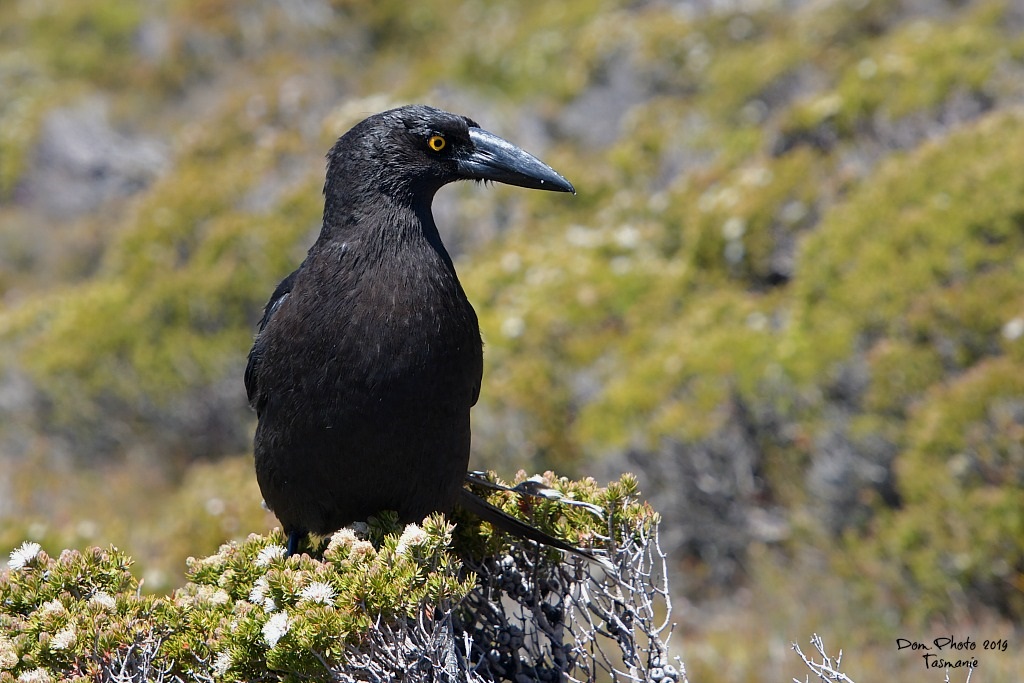 DSC_1312IN.jpg