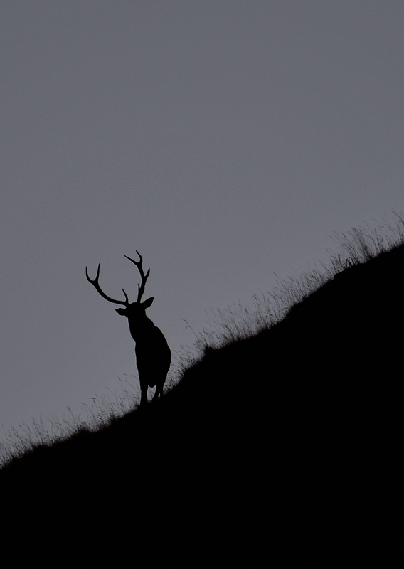 -DS5_6853.jpg