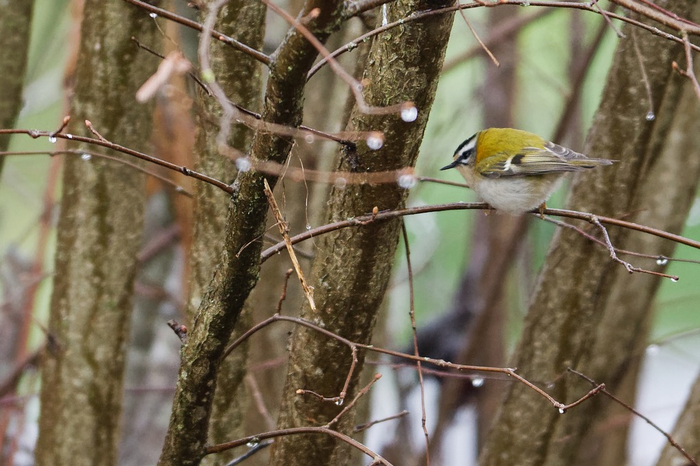 DSC_6054_DxO.jpg