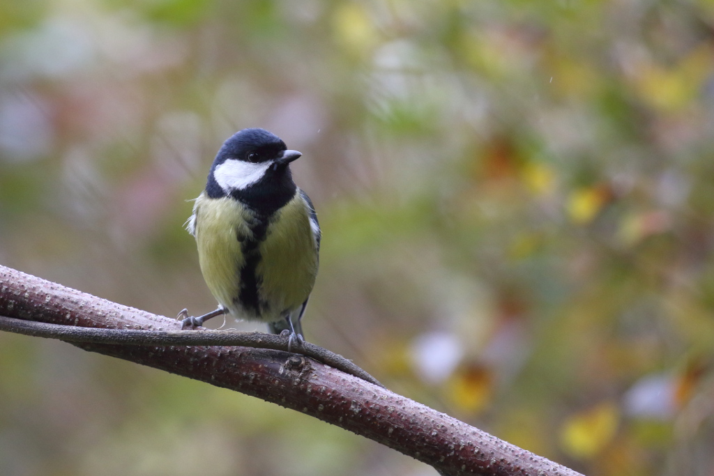 Mésange charbonnière I&N.JPG