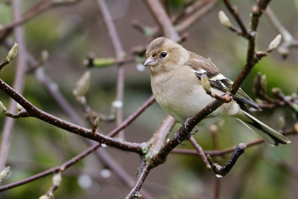 DSC_6076_DxO.jpg