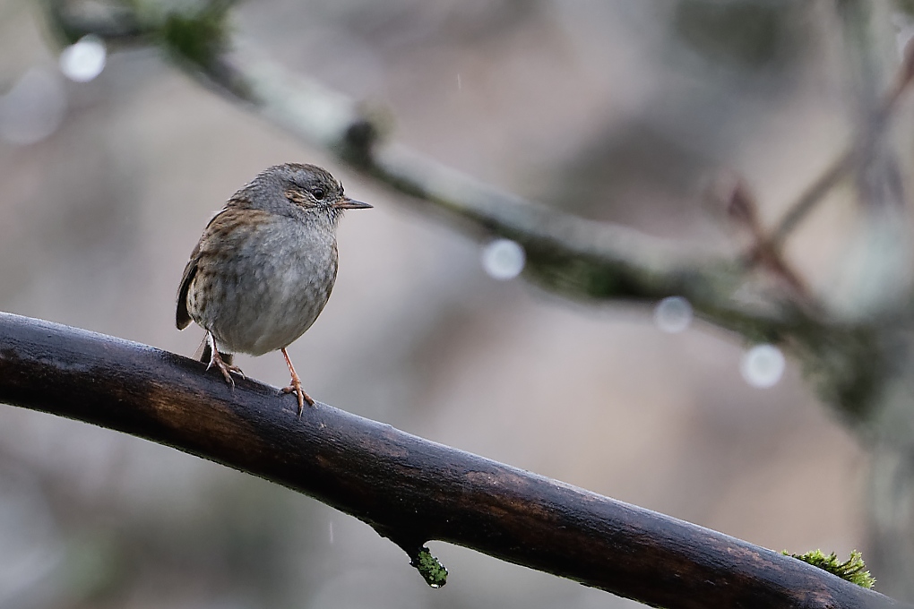 DSC_6093_DxO.jpg