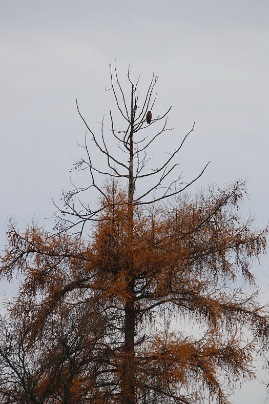 _MG_7148bv.JPG
