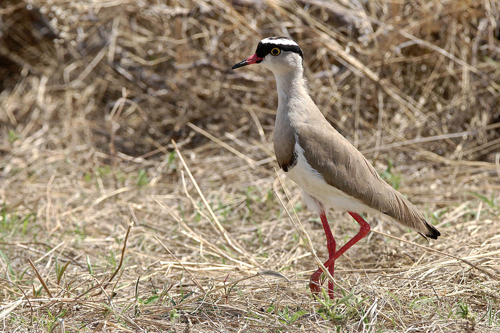 IMG_9575 copie.jpg
