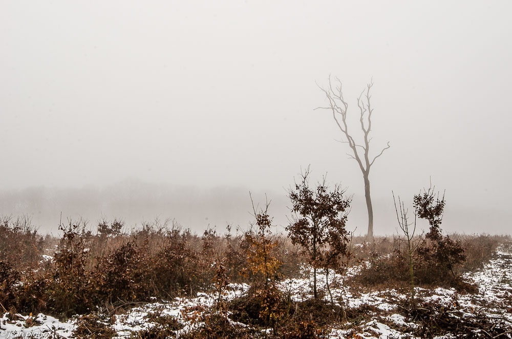 un arbre une foret 1 2019.JPG
