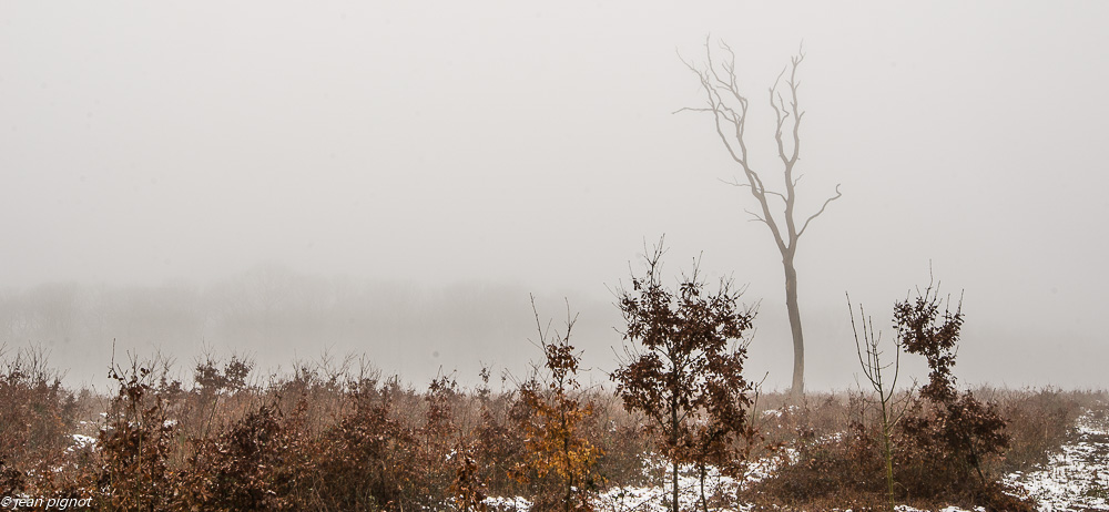 un arbre une foret 2 2019-2.JPG