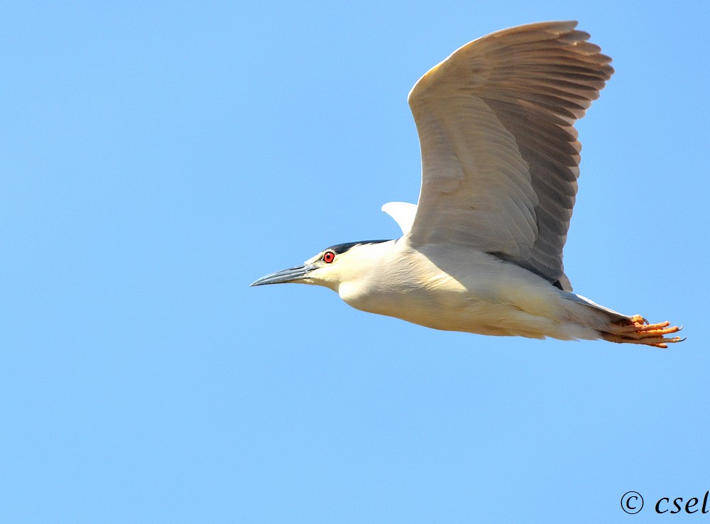 DSC_0453 1.jpg
