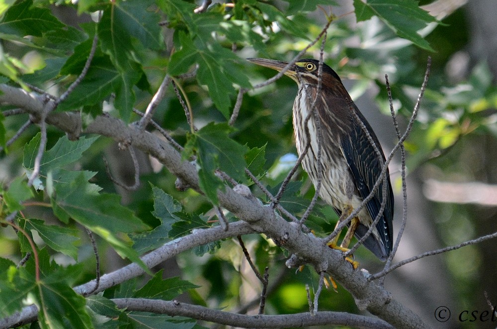 DSC_4276A.jpg