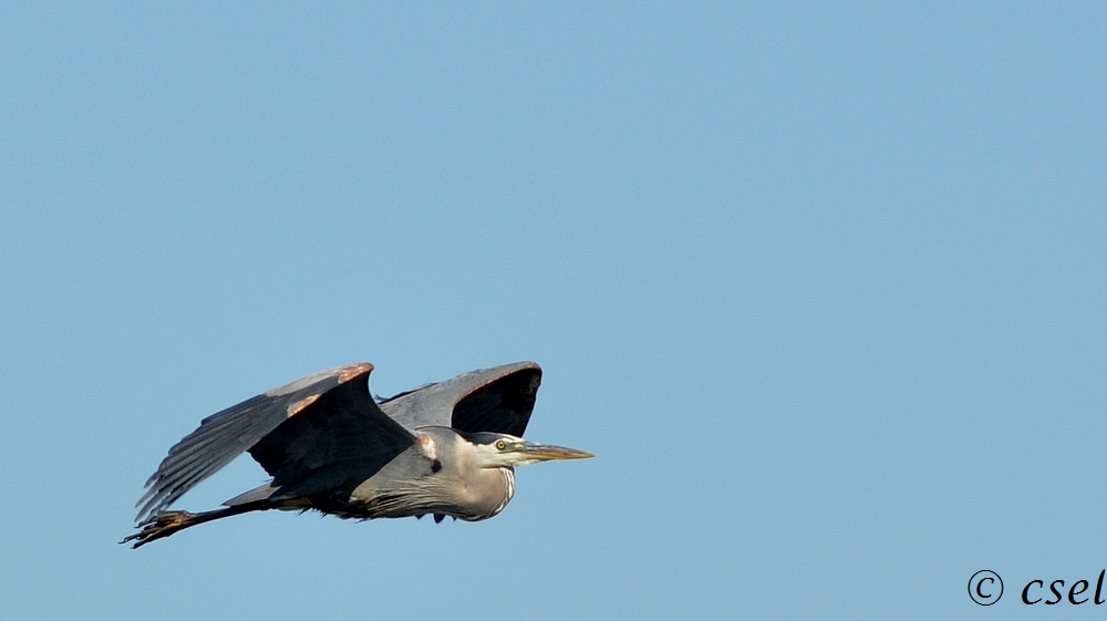 DSC_0488A.jpg