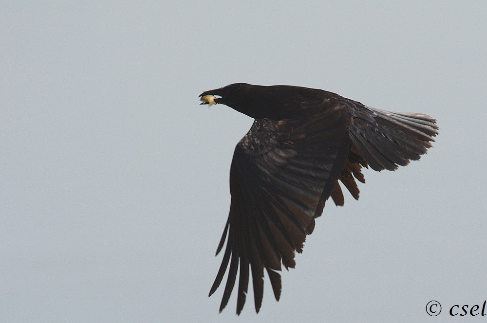 DSC_3624A.jpg