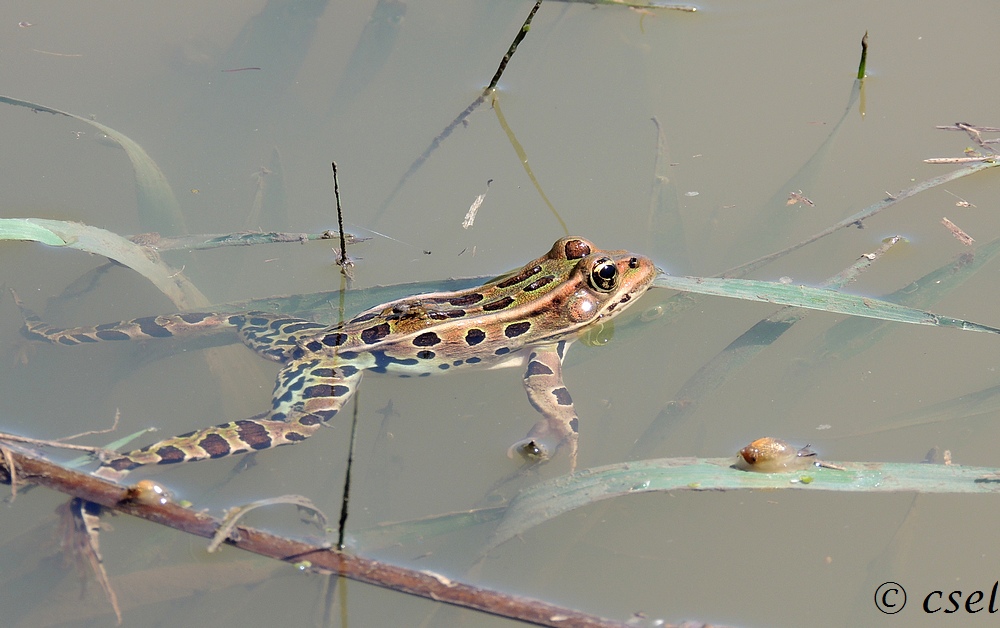 DSCN0347A.jpg