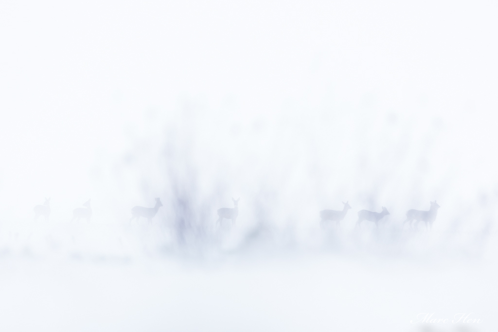 Chevreuils dans la tempête.jpg