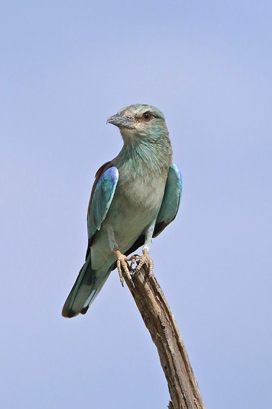 IMG_9699 copie.jpg