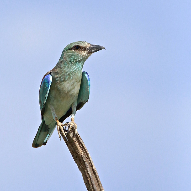 IMG_9701 copie.jpg