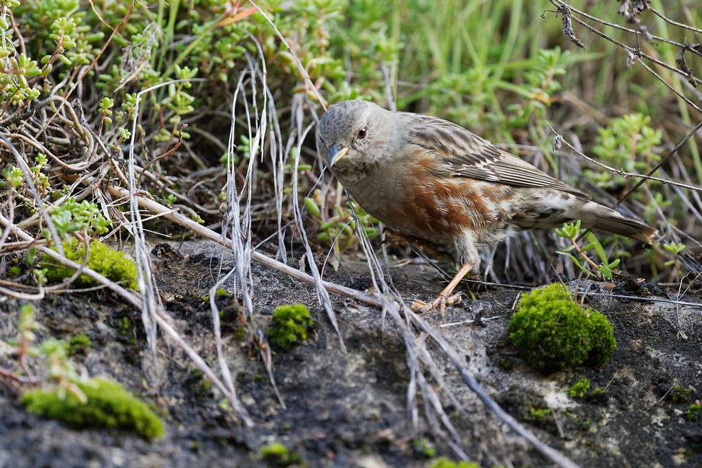 DSC_6223_DxO.jpg