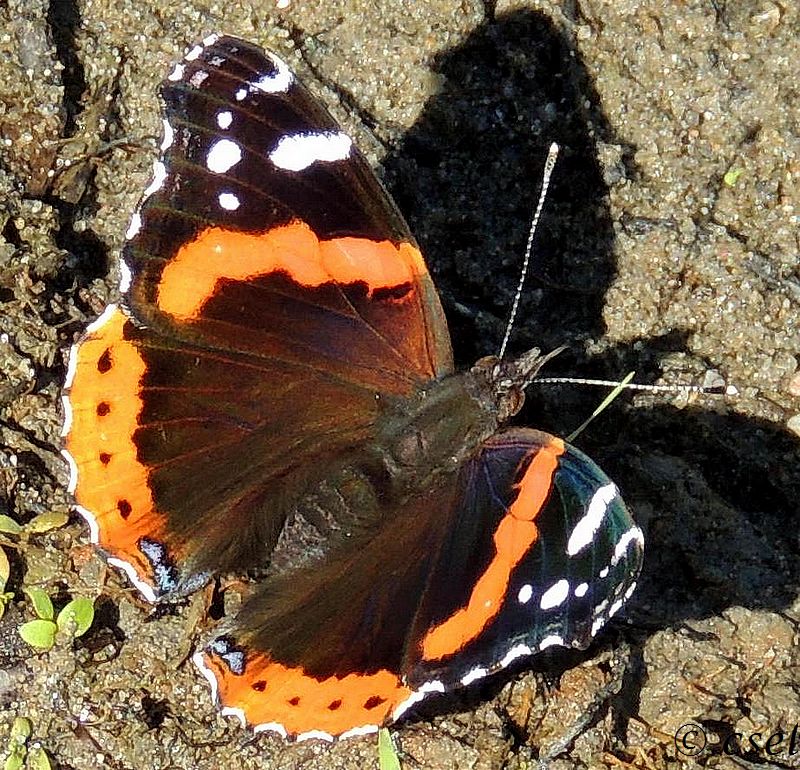 DSCN1428.jpg