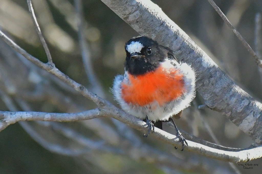 DSC_1853in.jpg