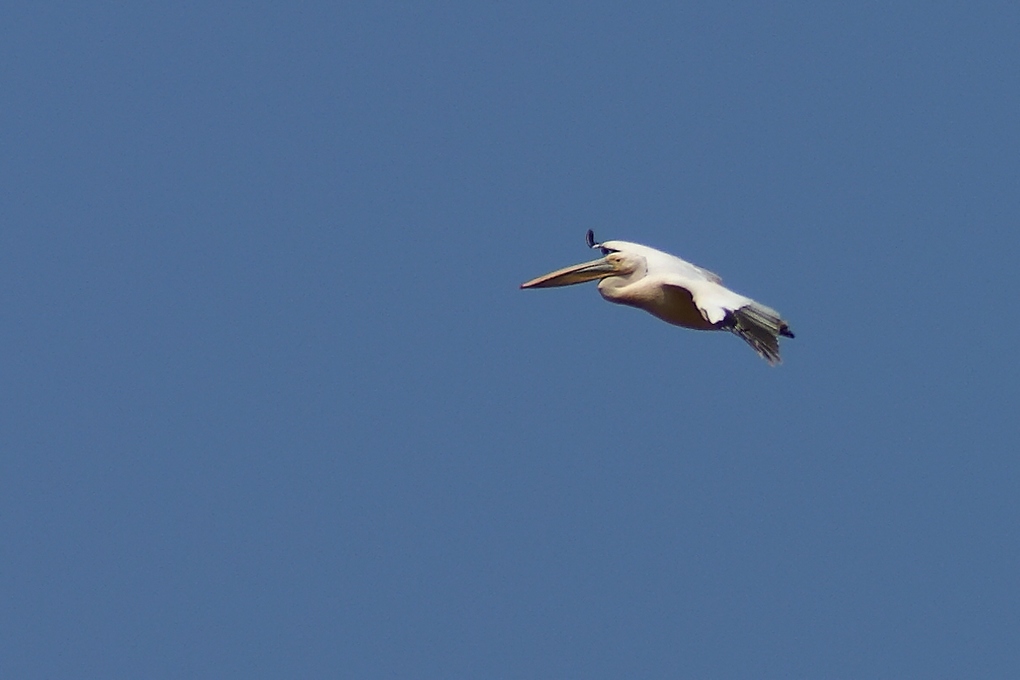 DSC02699_DxO.jpg