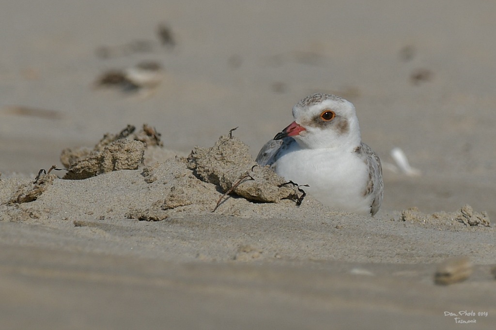 DSC_0814IN.jpg