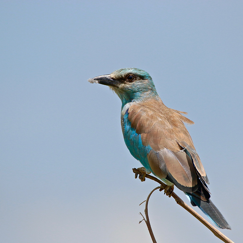 IMG_9847 copie.jpg