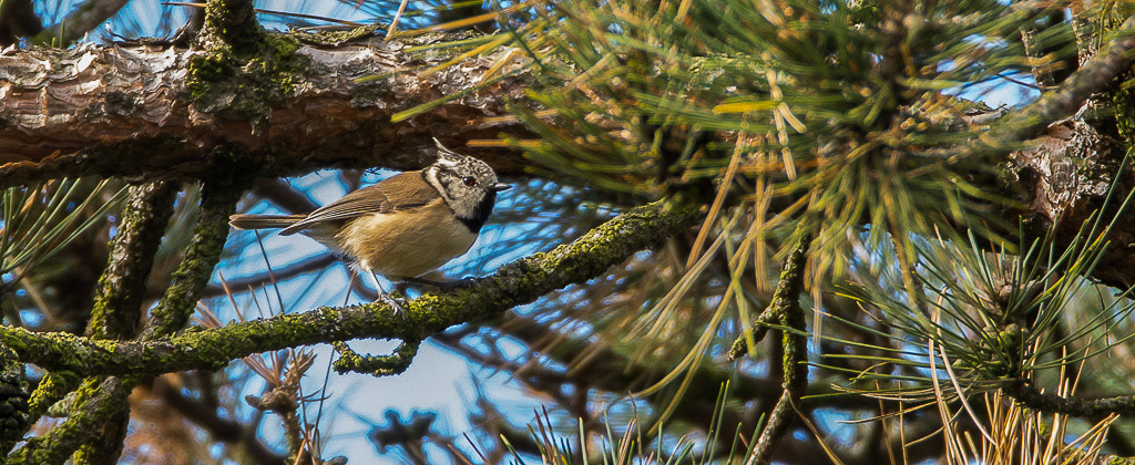 Mésange huppée-2.jpg