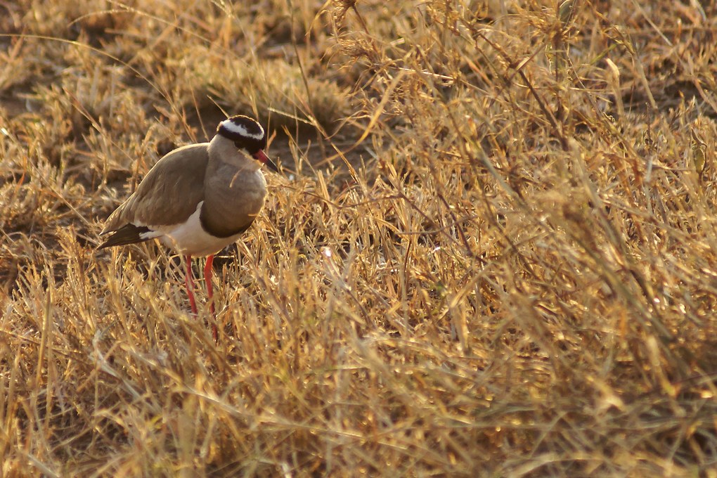 DSC02940_DxO.jpg