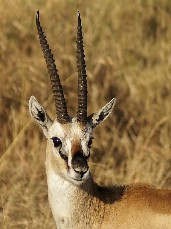 DSC02968_DxO.jpg