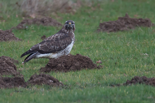 buse variable.jpg