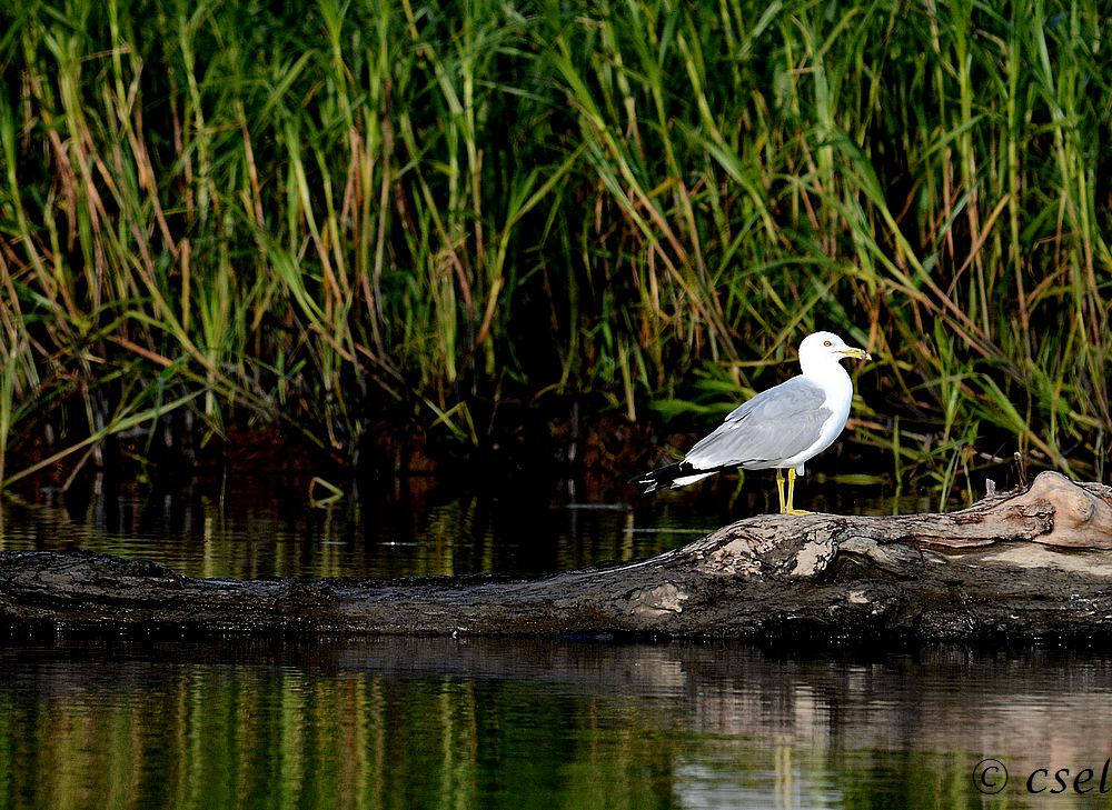 DSC_3959.jpg
