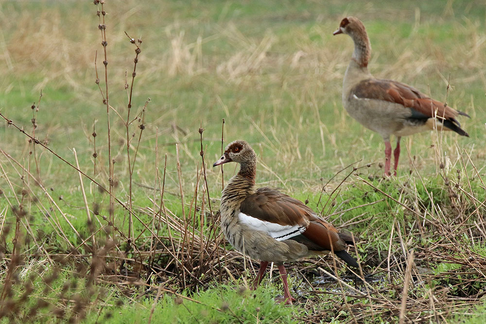 IMG_9922 copie.jpg