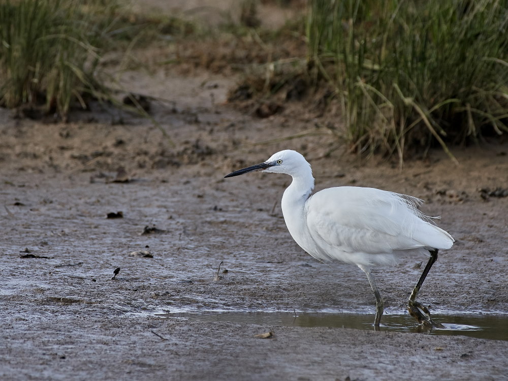 a 7308 g .jpg