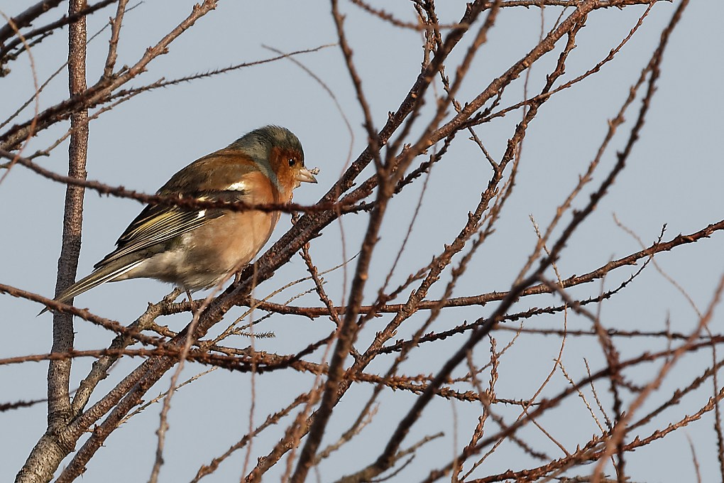 DSC_6549_DxO.jpg